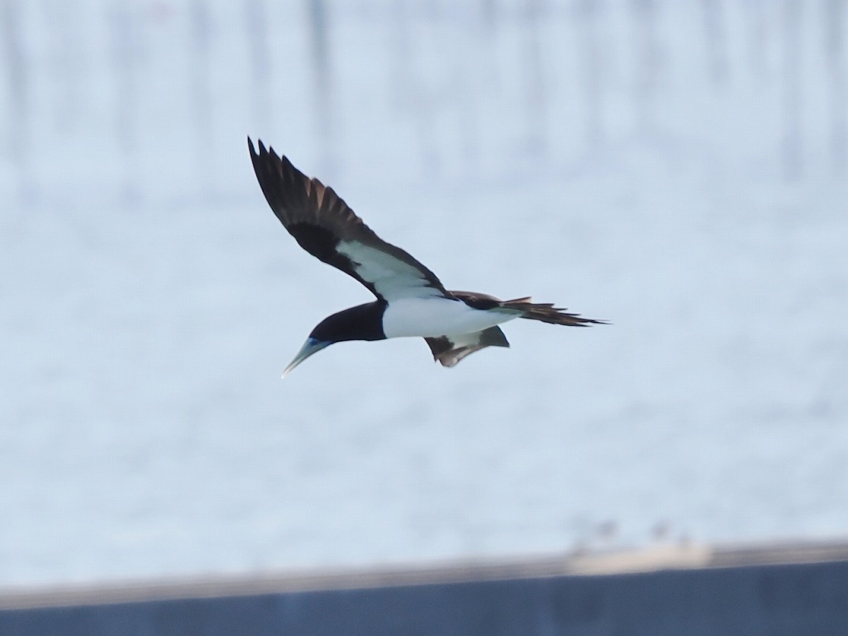 Brown Booby - ML646176411