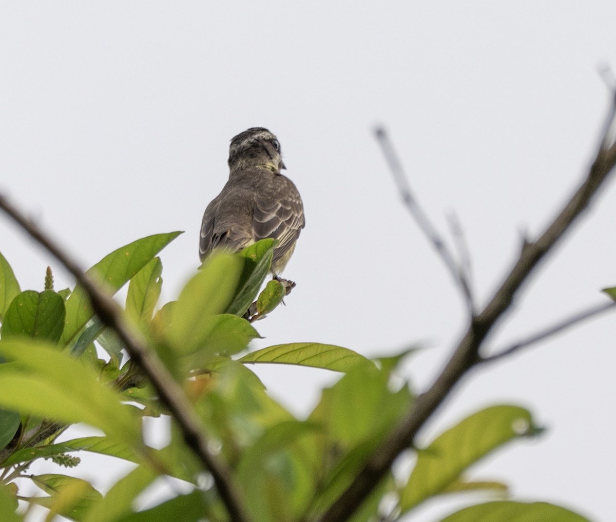 Piratic Flycatcher - ML646176414