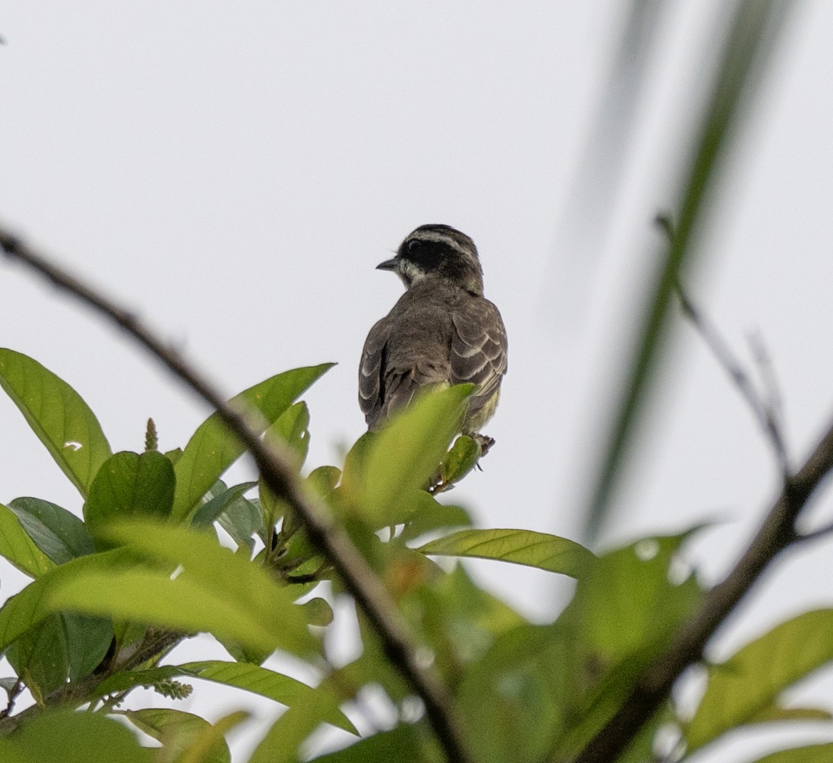 Piratic Flycatcher - ML646176415