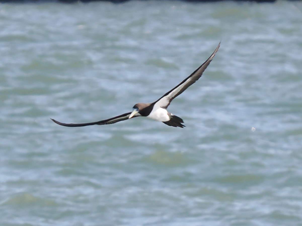 Brown Booby - ML646176416