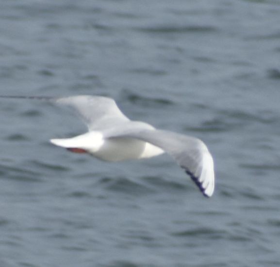 Black-headed Gull - ML646176417
