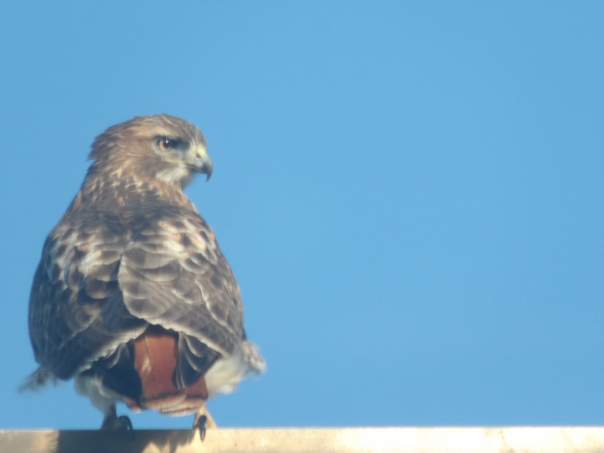 Red-tailed Hawk (borealis) - ML646176418