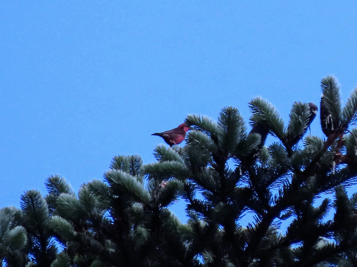 Dark-breasted Rosefinch - ML646176419