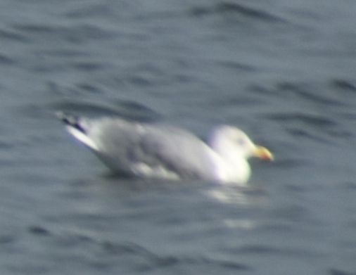 European Herring Gull - ML646176420