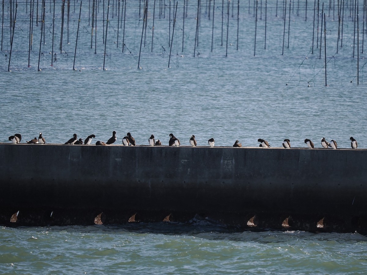 Brown Booby - ML646176421