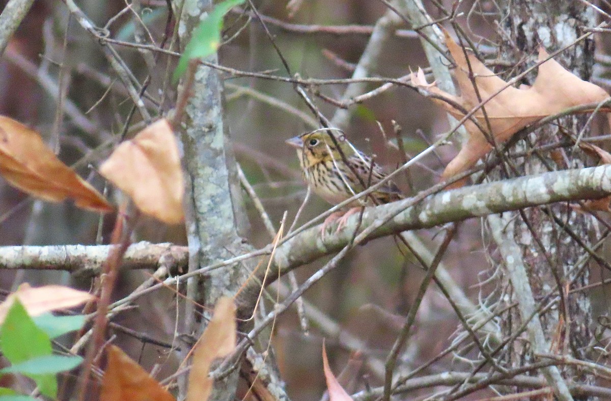 Henslow's Sparrow - ML646176422