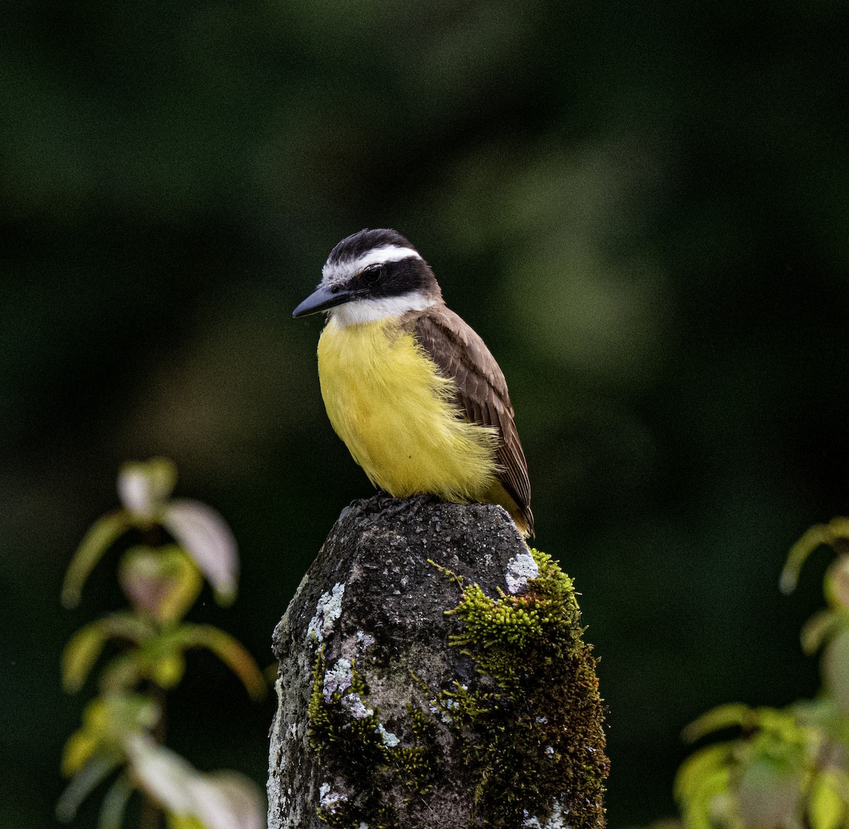 Great Kiskadee - ML646176423