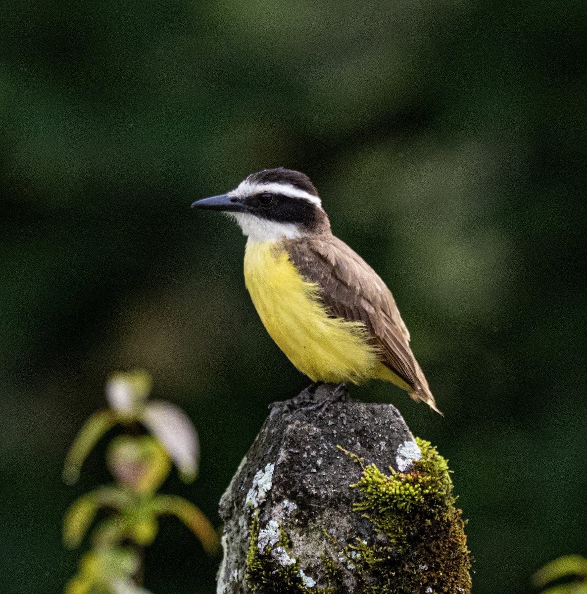Great Kiskadee - ML646176424