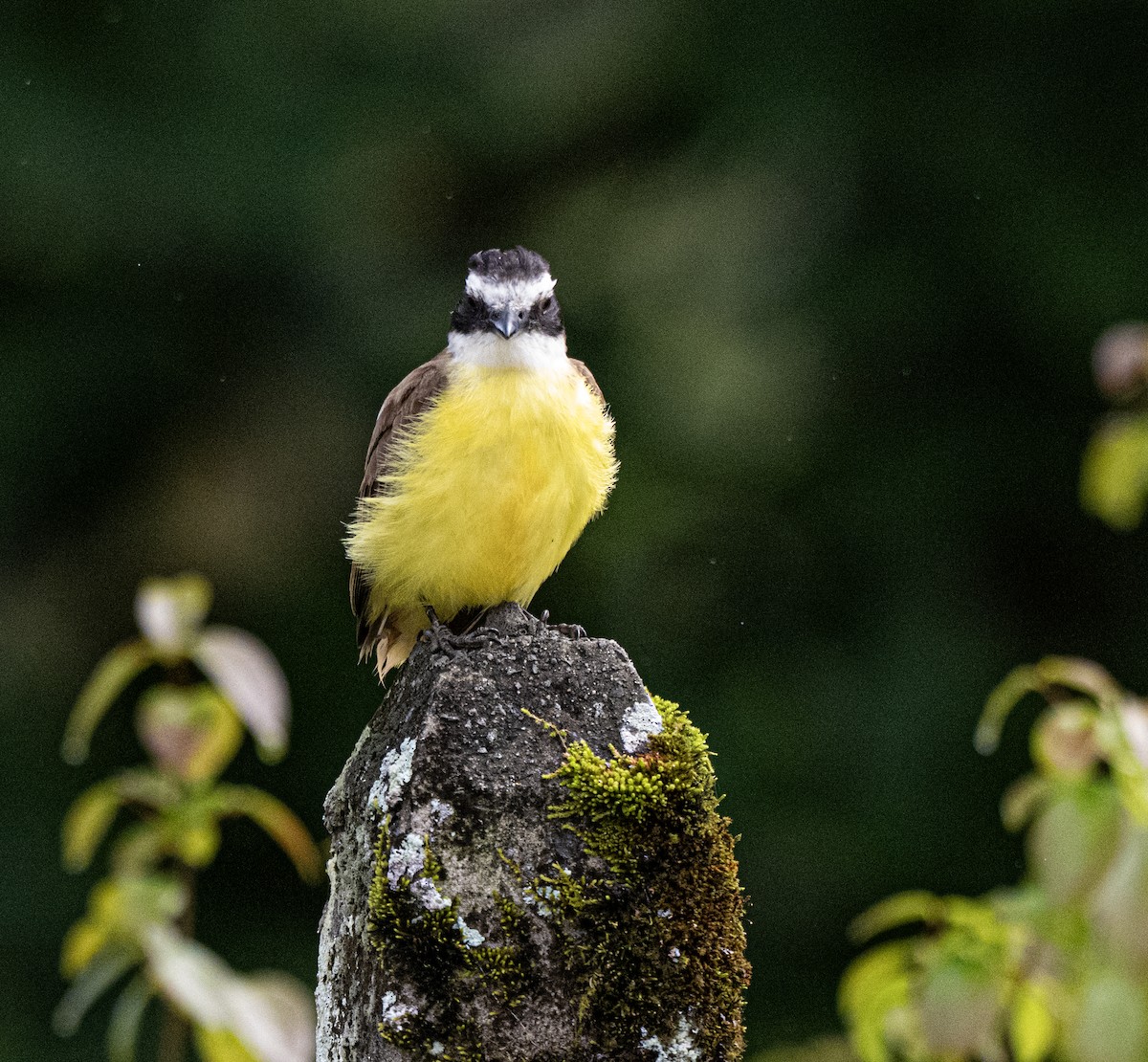 Great Kiskadee - ML646176425