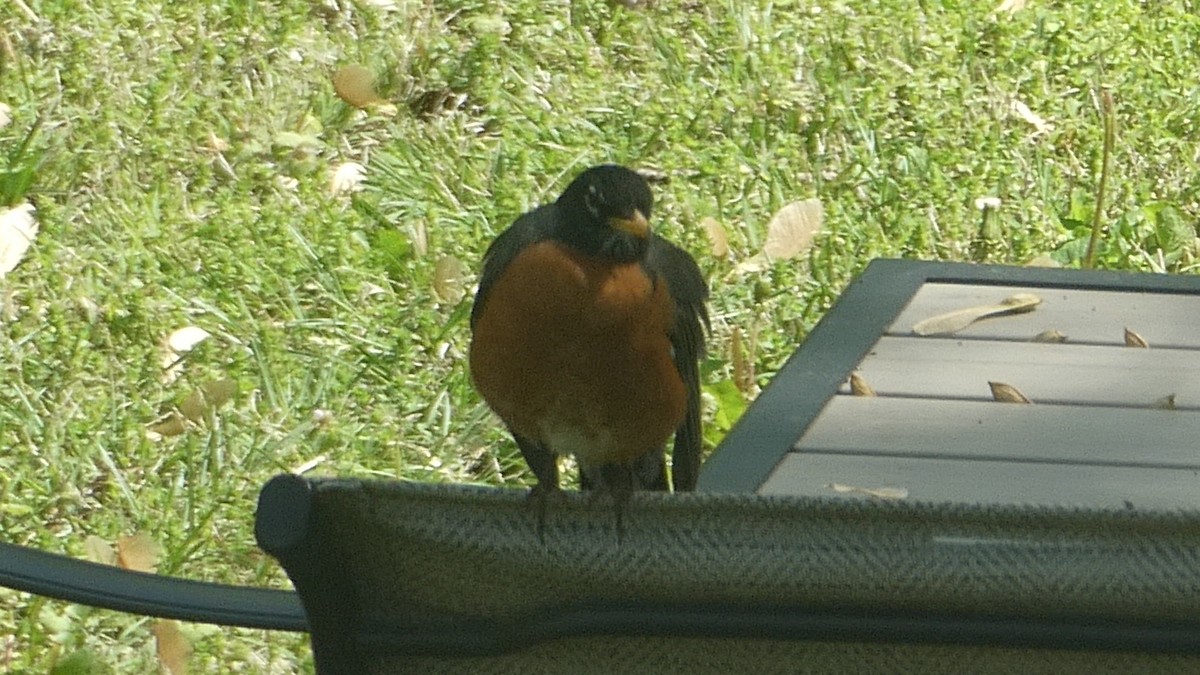 American Robin - ML646176433