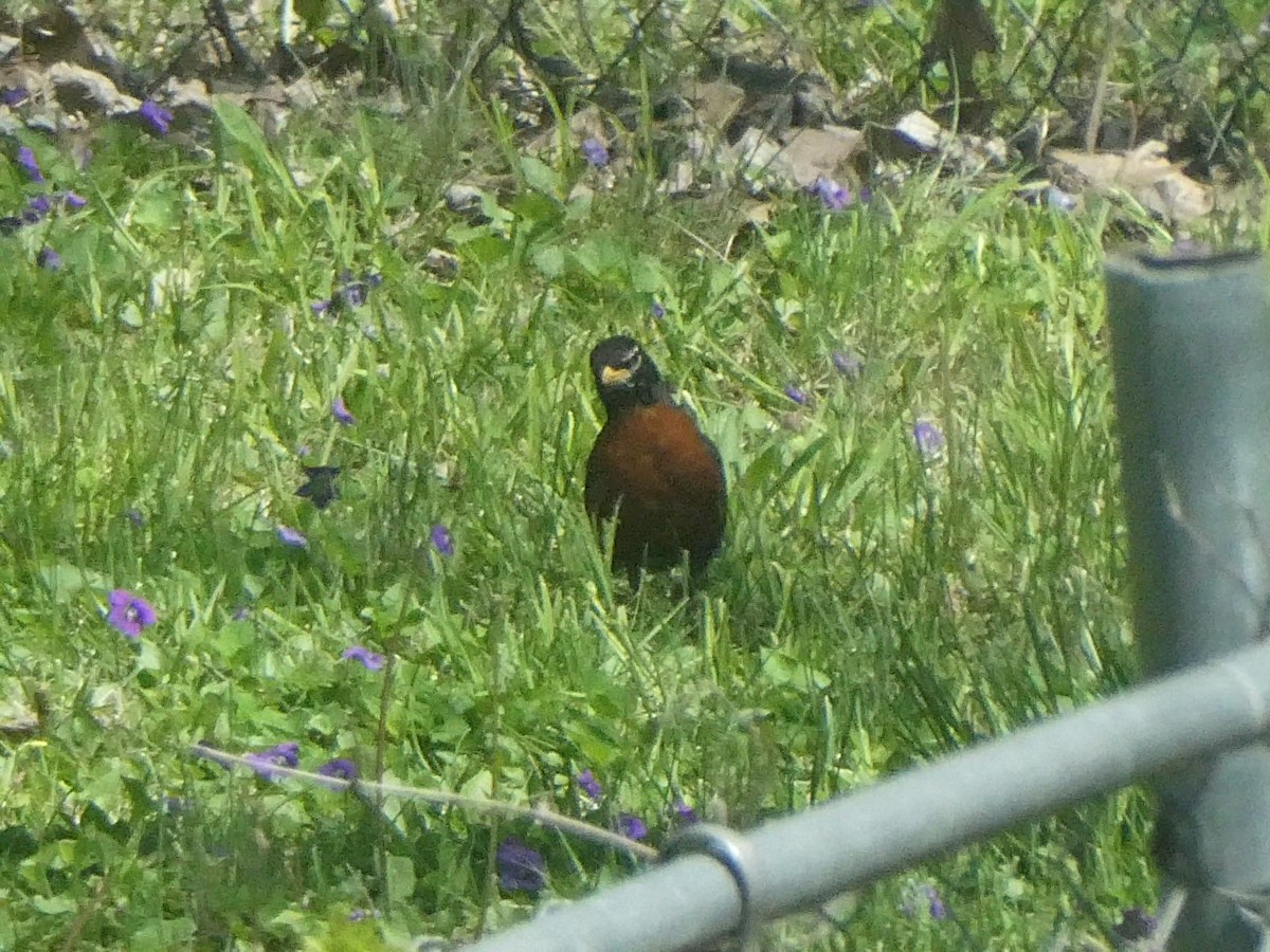 American Robin - ML646176434
