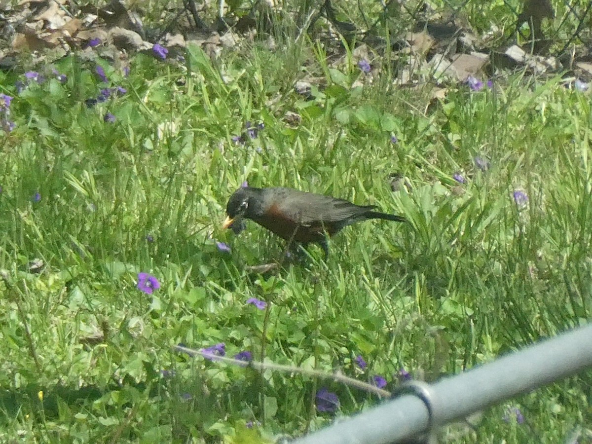American Robin - ML646176435