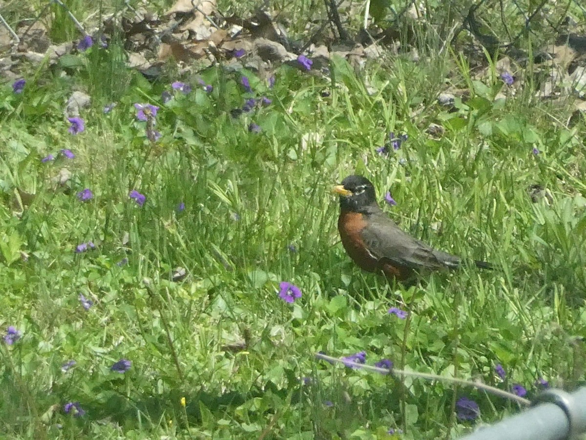 American Robin - ML646176436