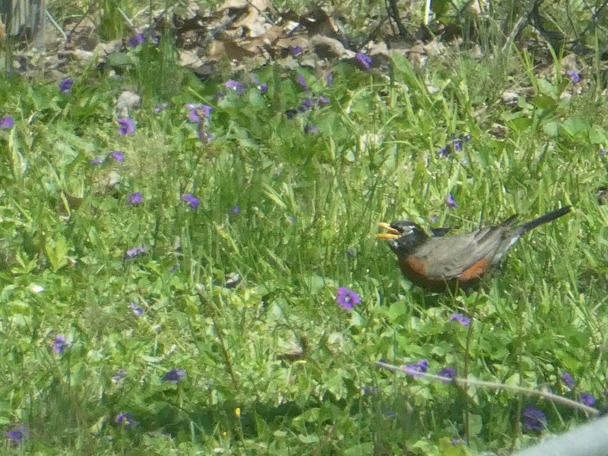 American Robin - ML646176437