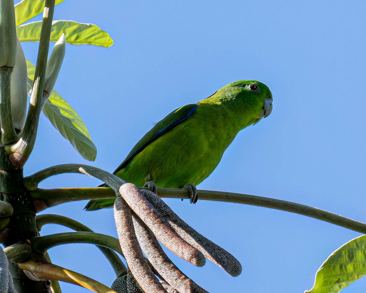 Cobalt-rumped Parrotlet - ML646176438