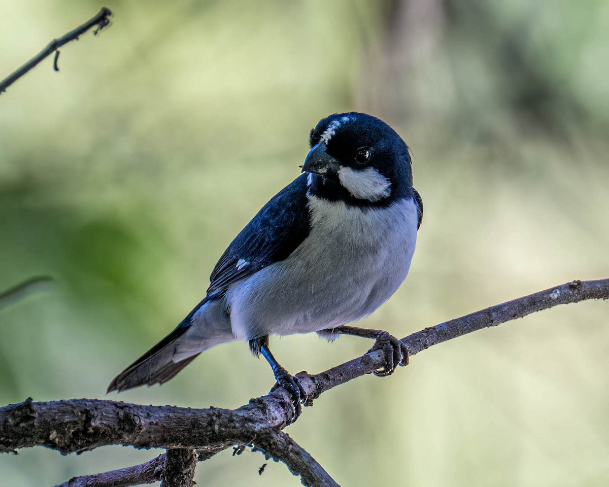 Lined Seedeater - ML646176440