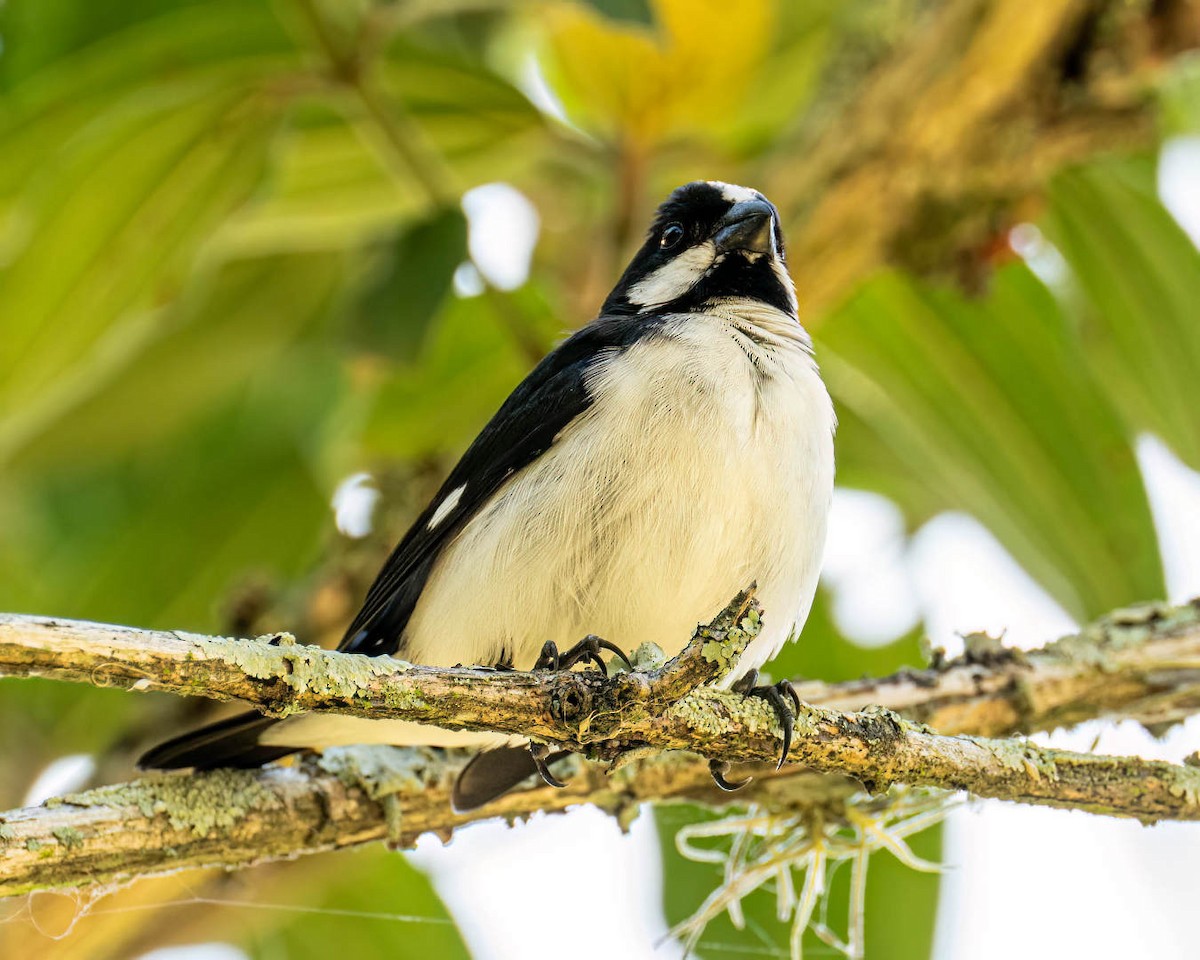 Lined Seedeater - ML646176441