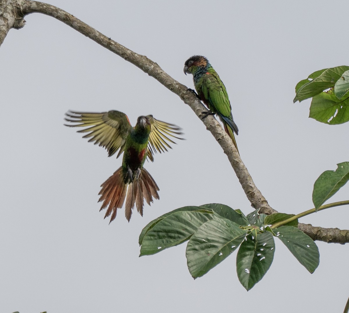 Maroon-faced Parakeet - ML646176442