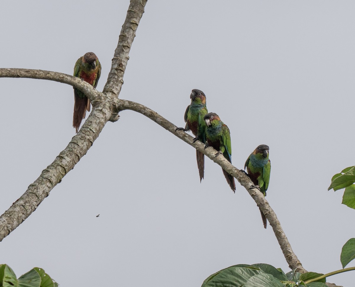 Maroon-faced Parakeet - ML646176443