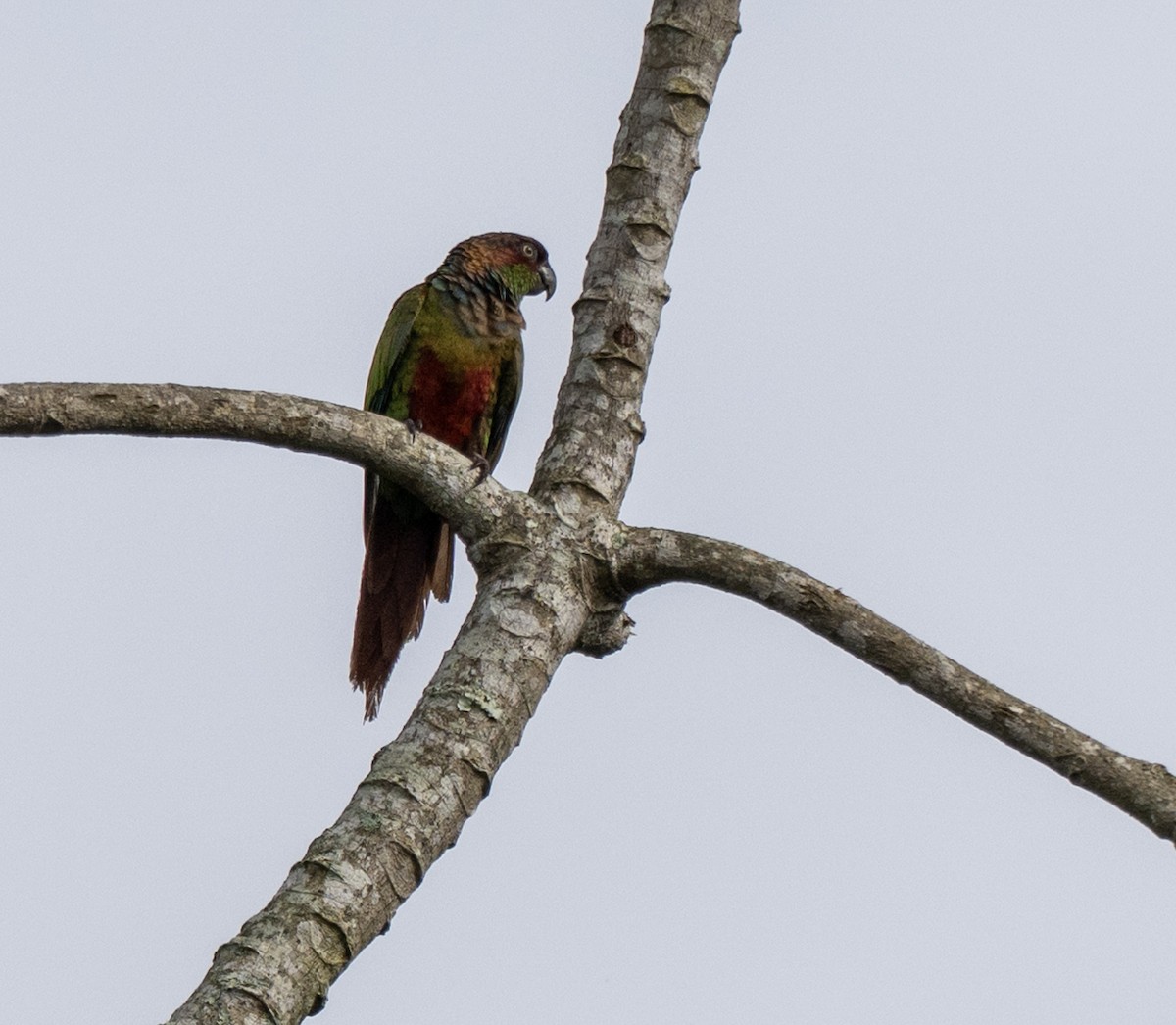 Maroon-faced Parakeet - ML646176444