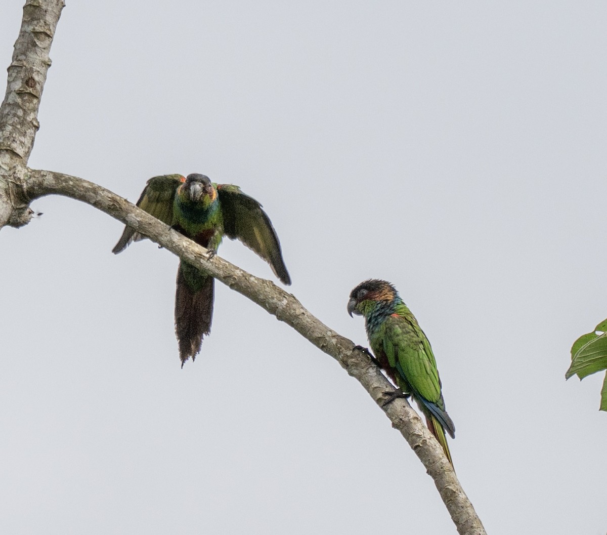 Maroon-faced Parakeet - ML646176445