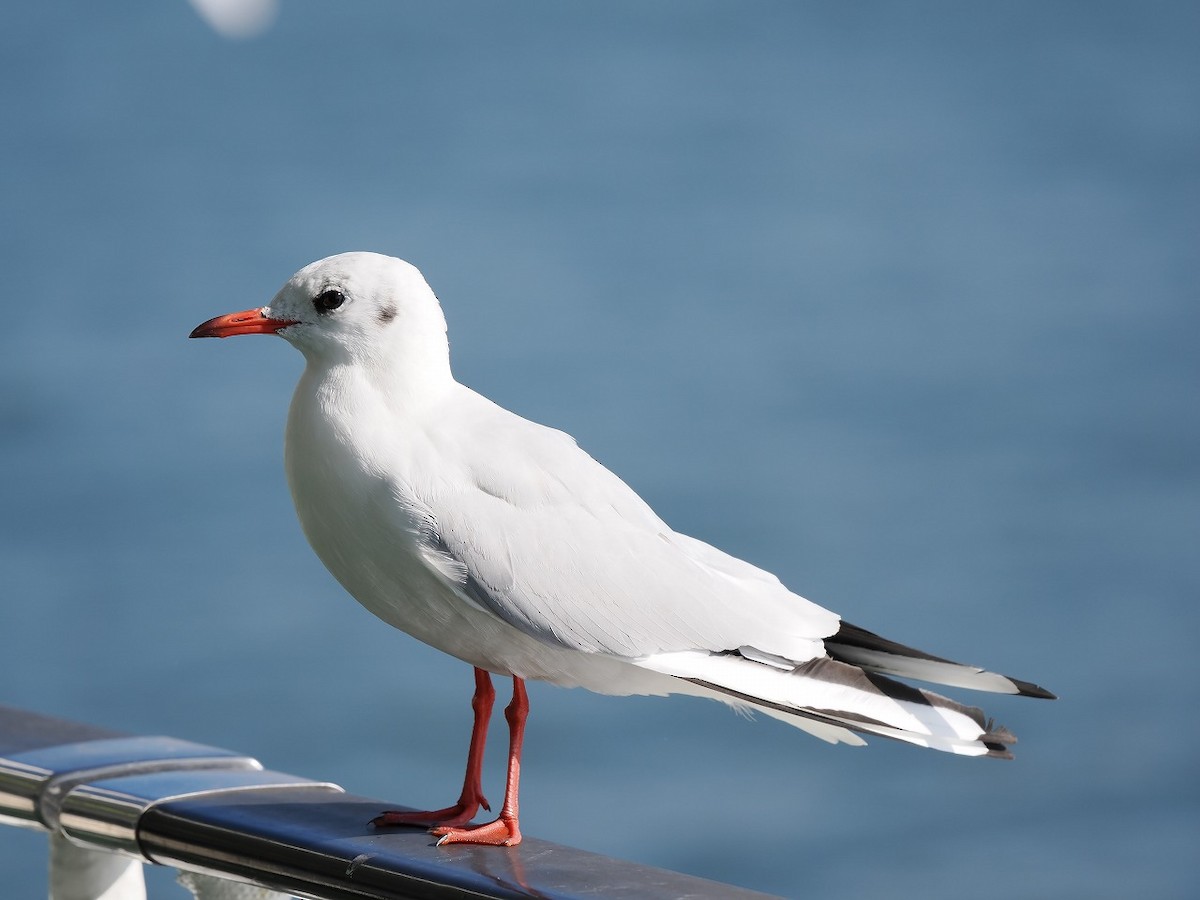 Black-headed Gull - ML646176446