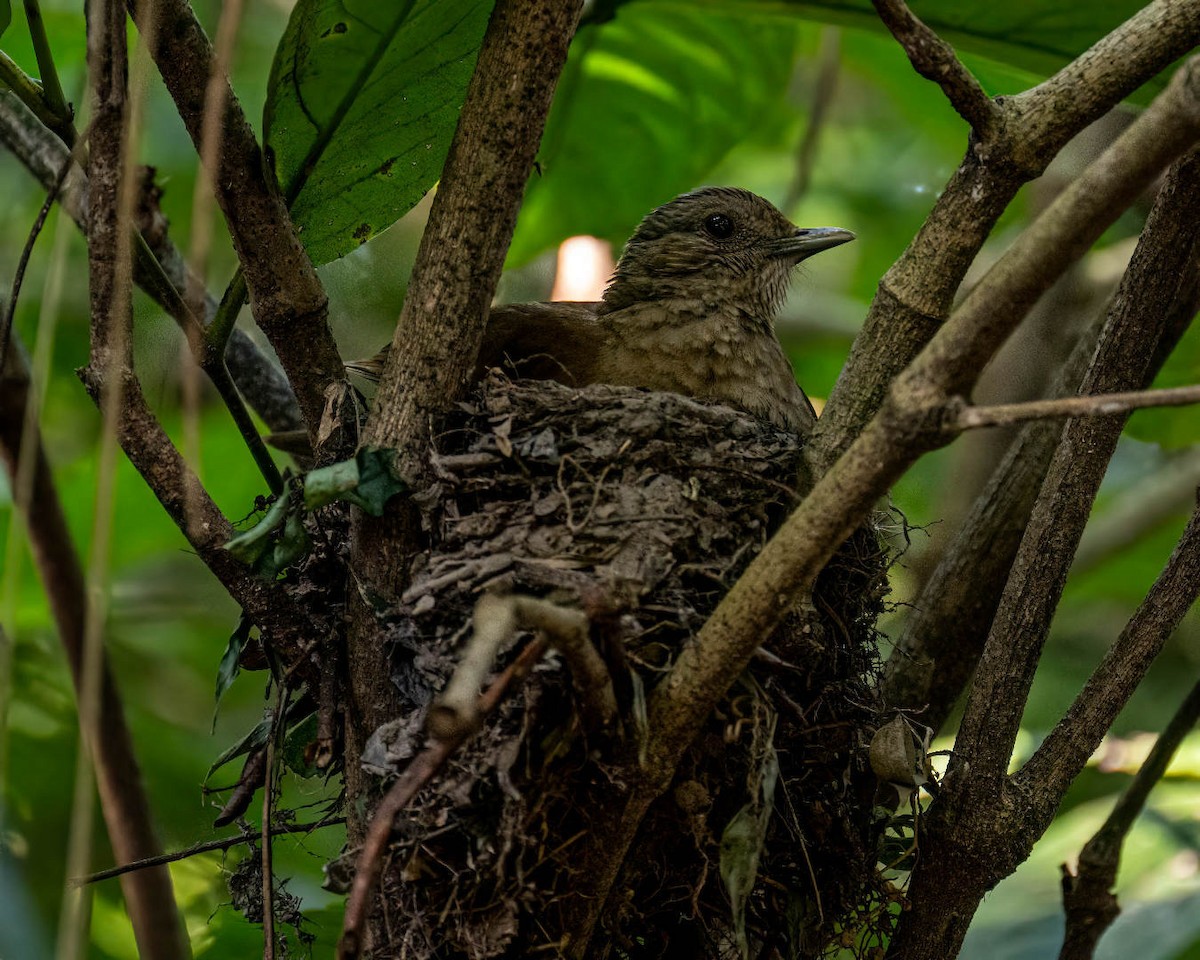 Pale-breasted Thrush - ML646176447