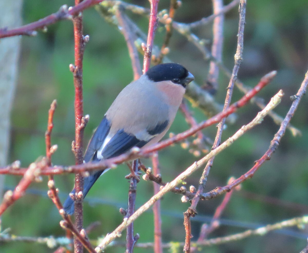 אדמון מובהק - ML646176457