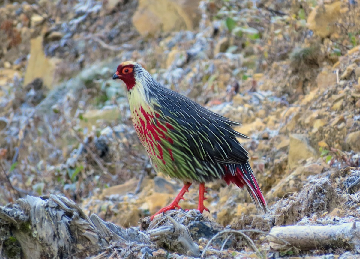 bažant krvavý - ML646176458