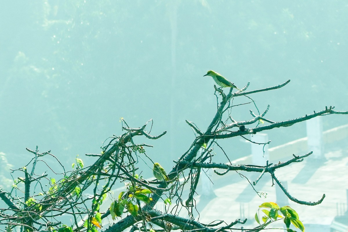 Indian Golden Oriole - ML646176459