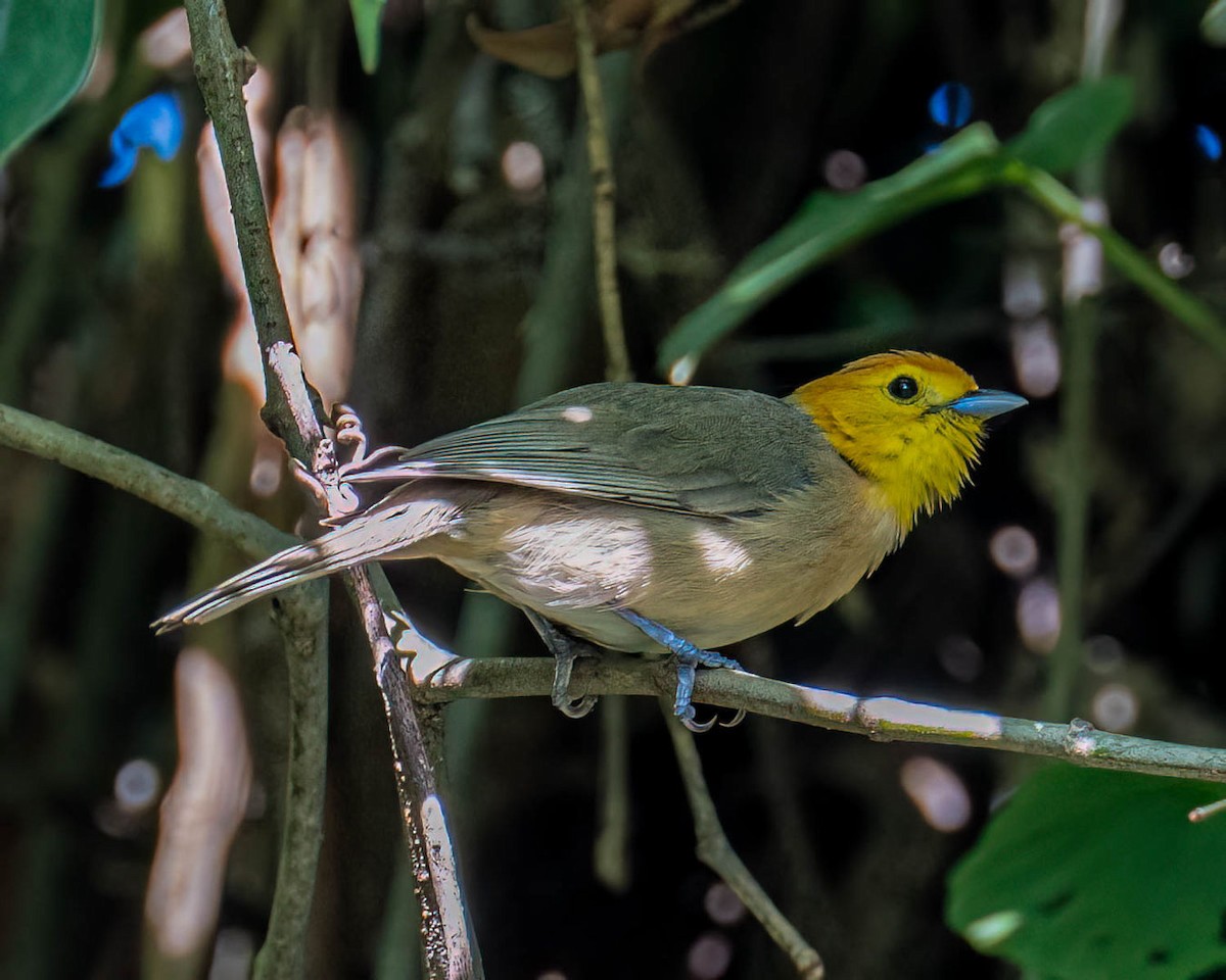 Orange-headed Tanager - ML646176464