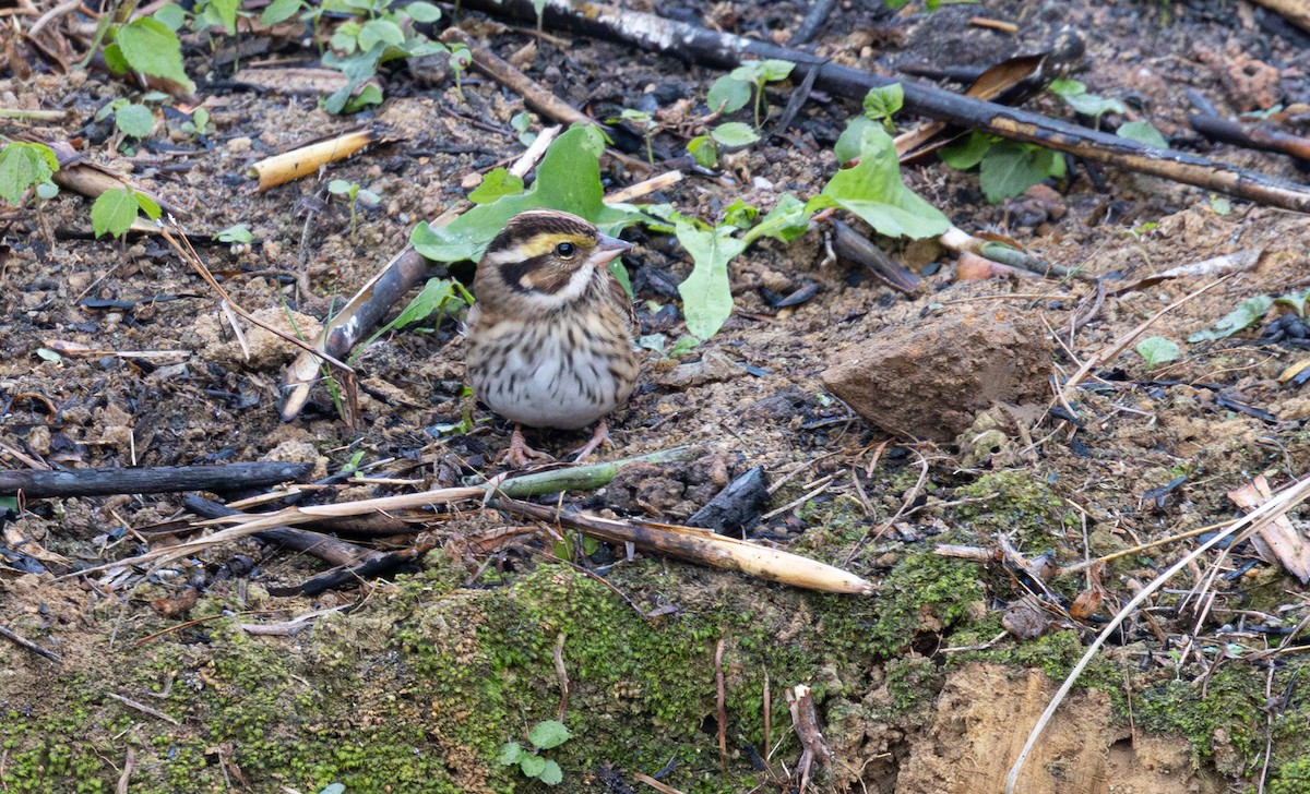 Yellow-browed Bunting - ML646176465