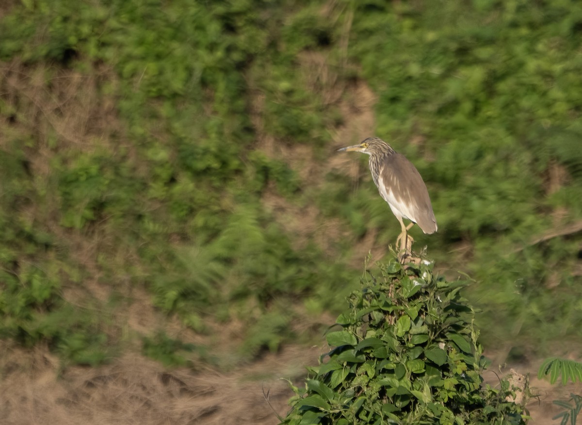 Chinese Pond-Heron - ML646176473