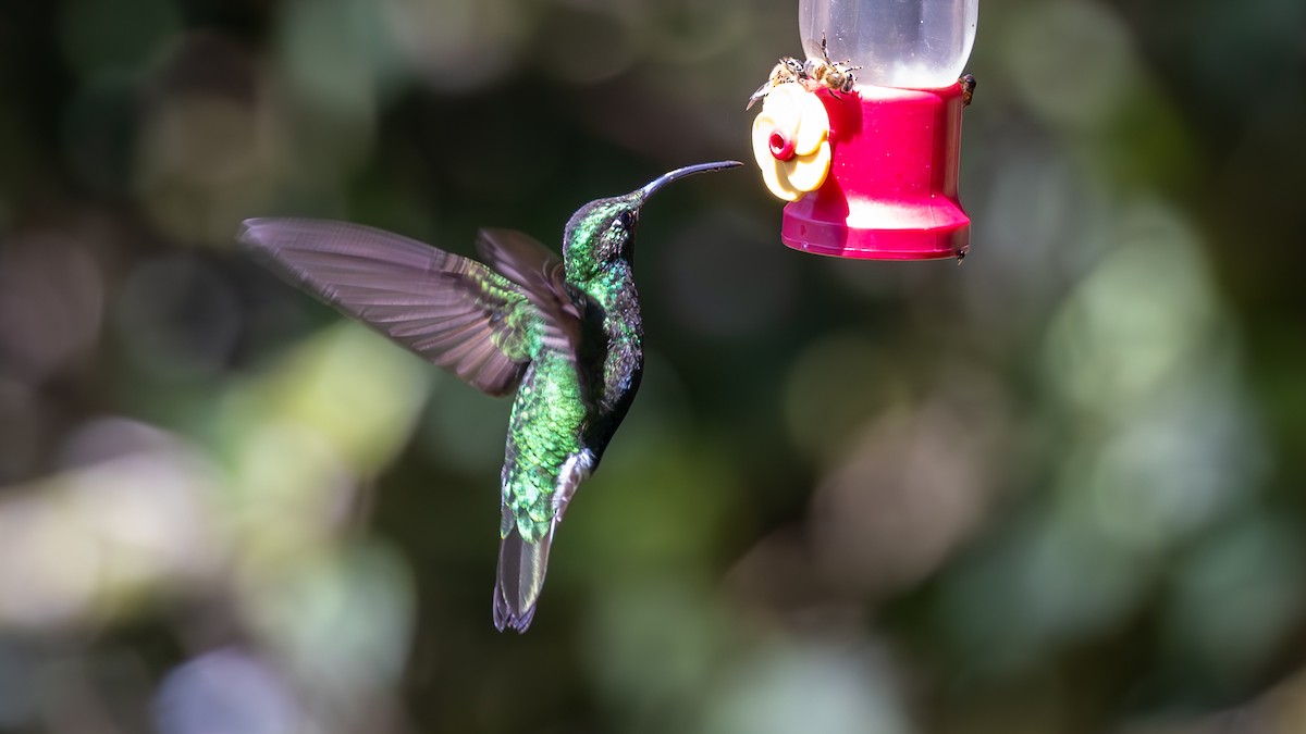 Mountain Velvetbreast - ML646176475