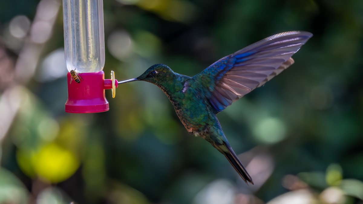 Great Sapphirewing - ML646176482