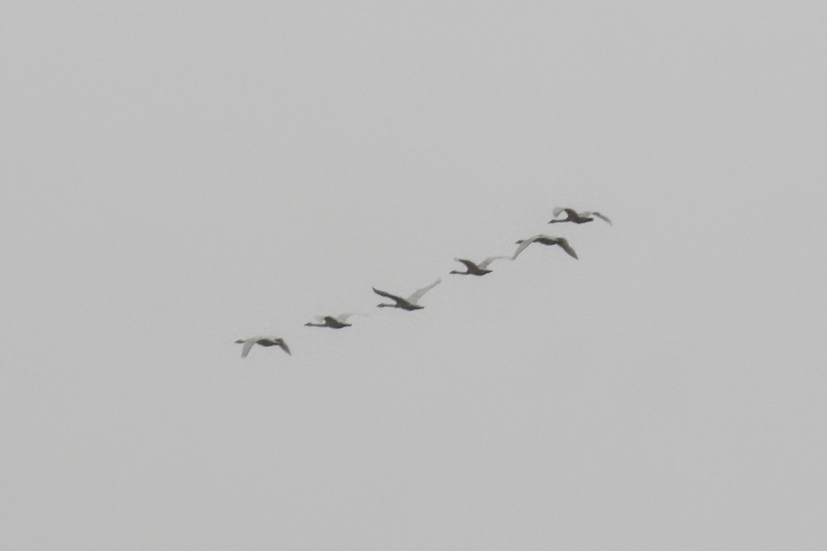 ברבור בלתי-מזוהה - ML646176488