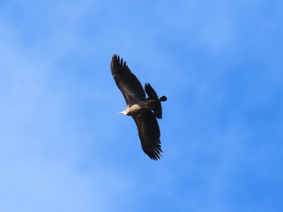 Vautour de l'Himalaya - ML646176494