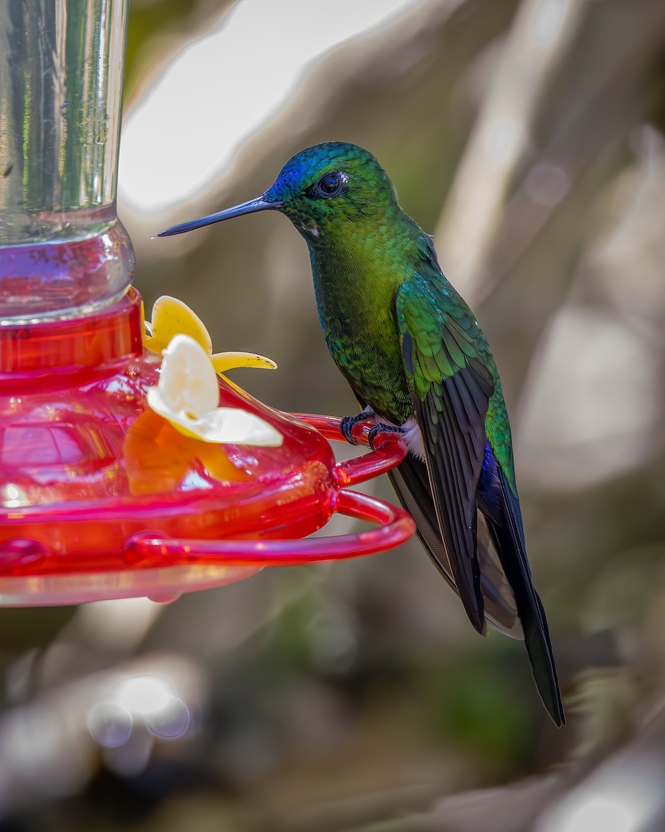 Sapphire-vented Puffleg - ML646176495
