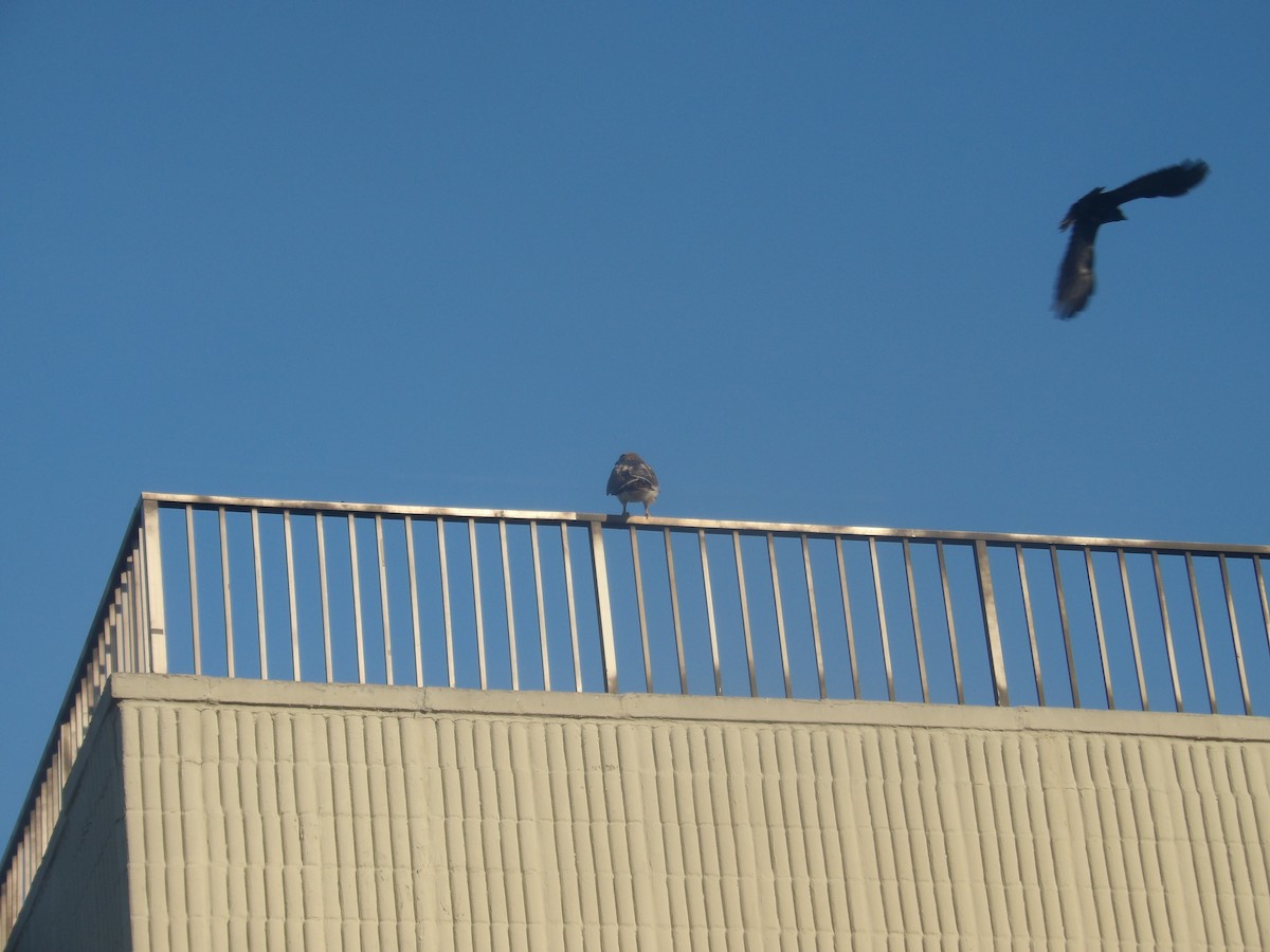 Red-tailed Hawk (borealis) - ML646176497