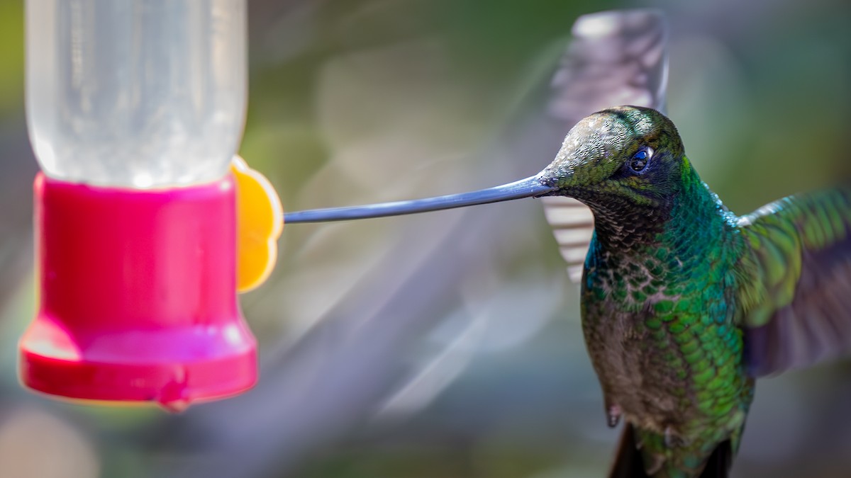 Sword-billed Hummingbird - ML646176503