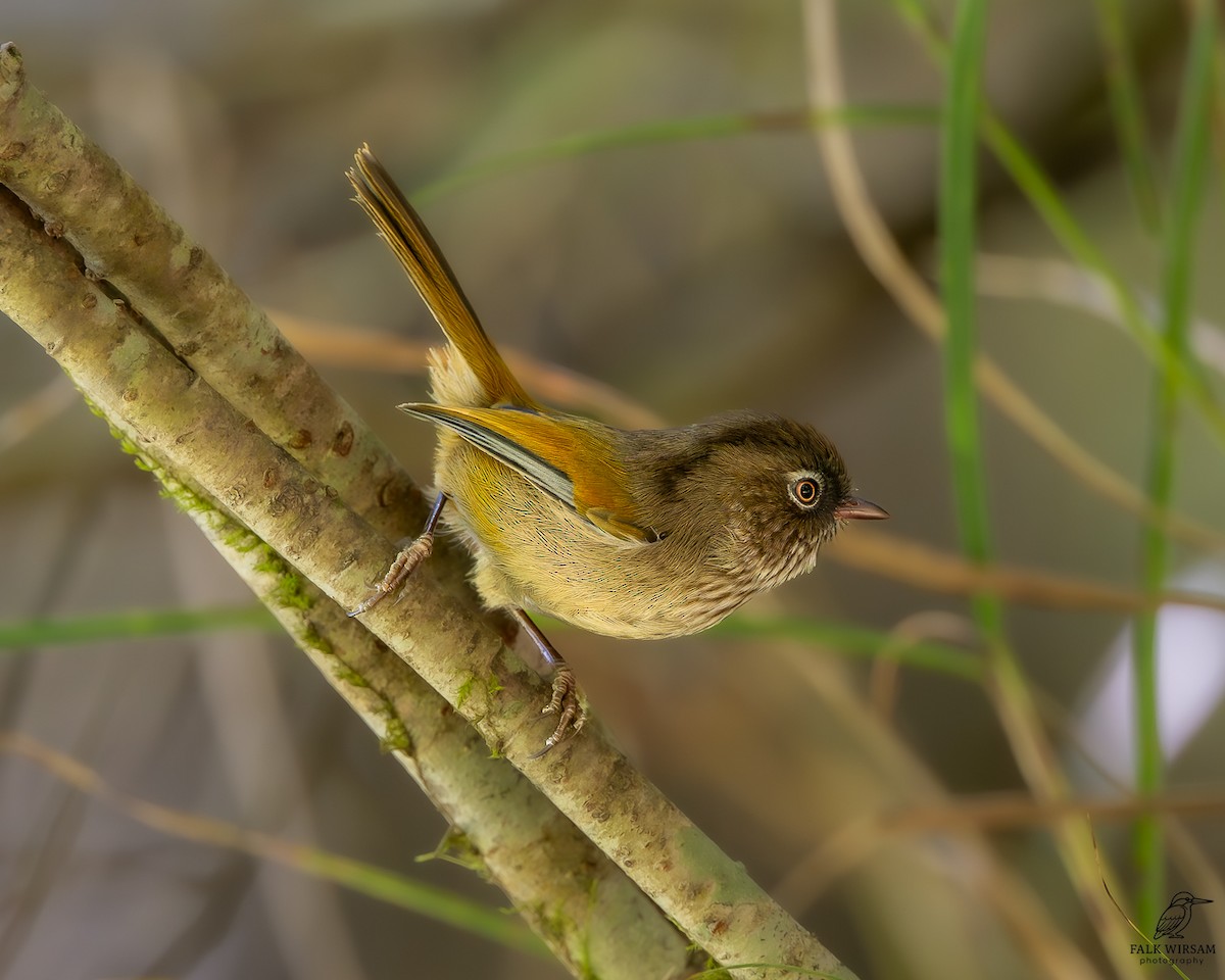 Фульвета тайванська - ML646176519