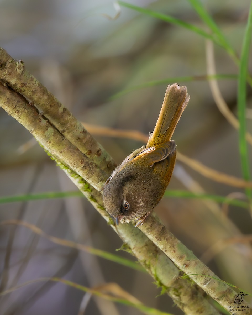 Фульвета тайванська - ML646176520