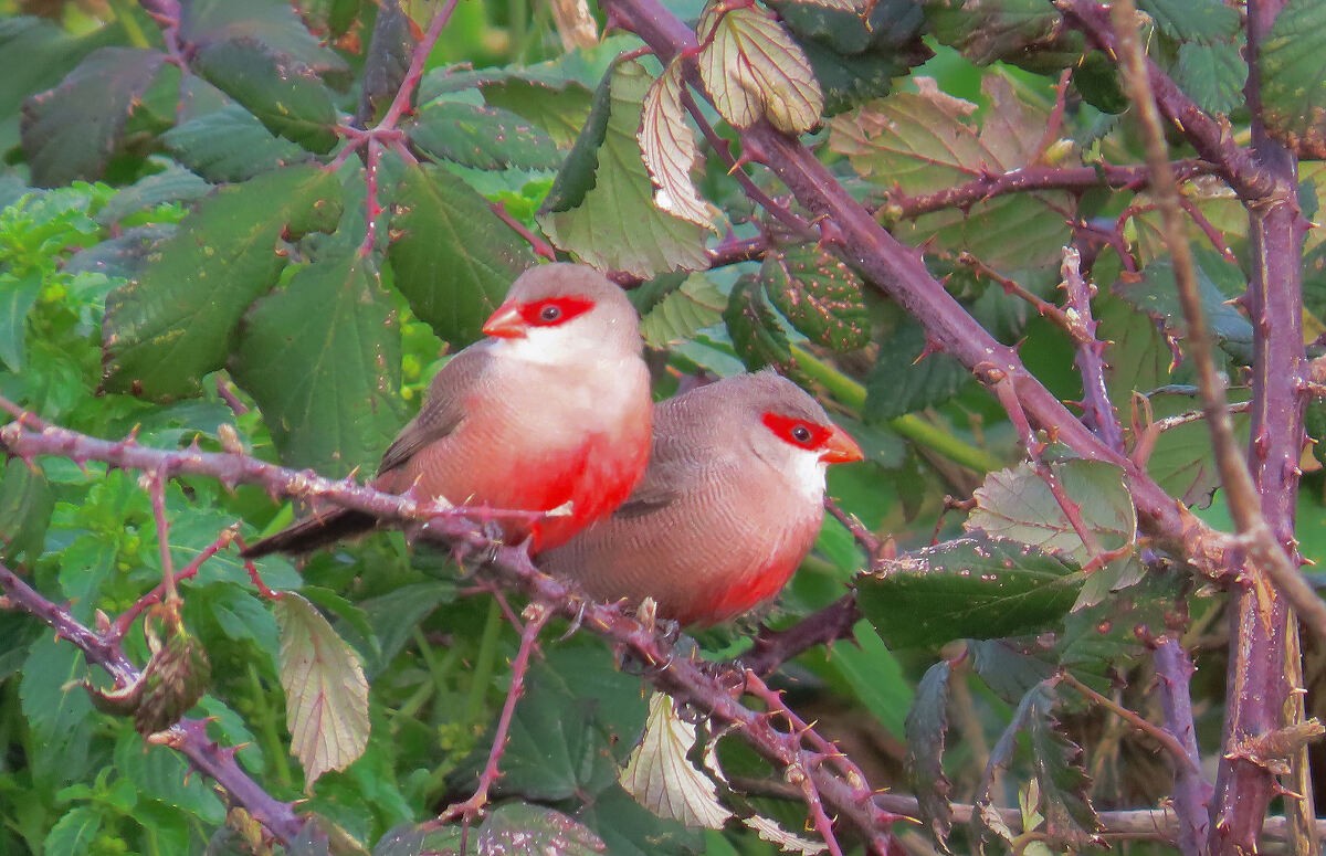 פרושית אדומת-משקפיים - ML646176521