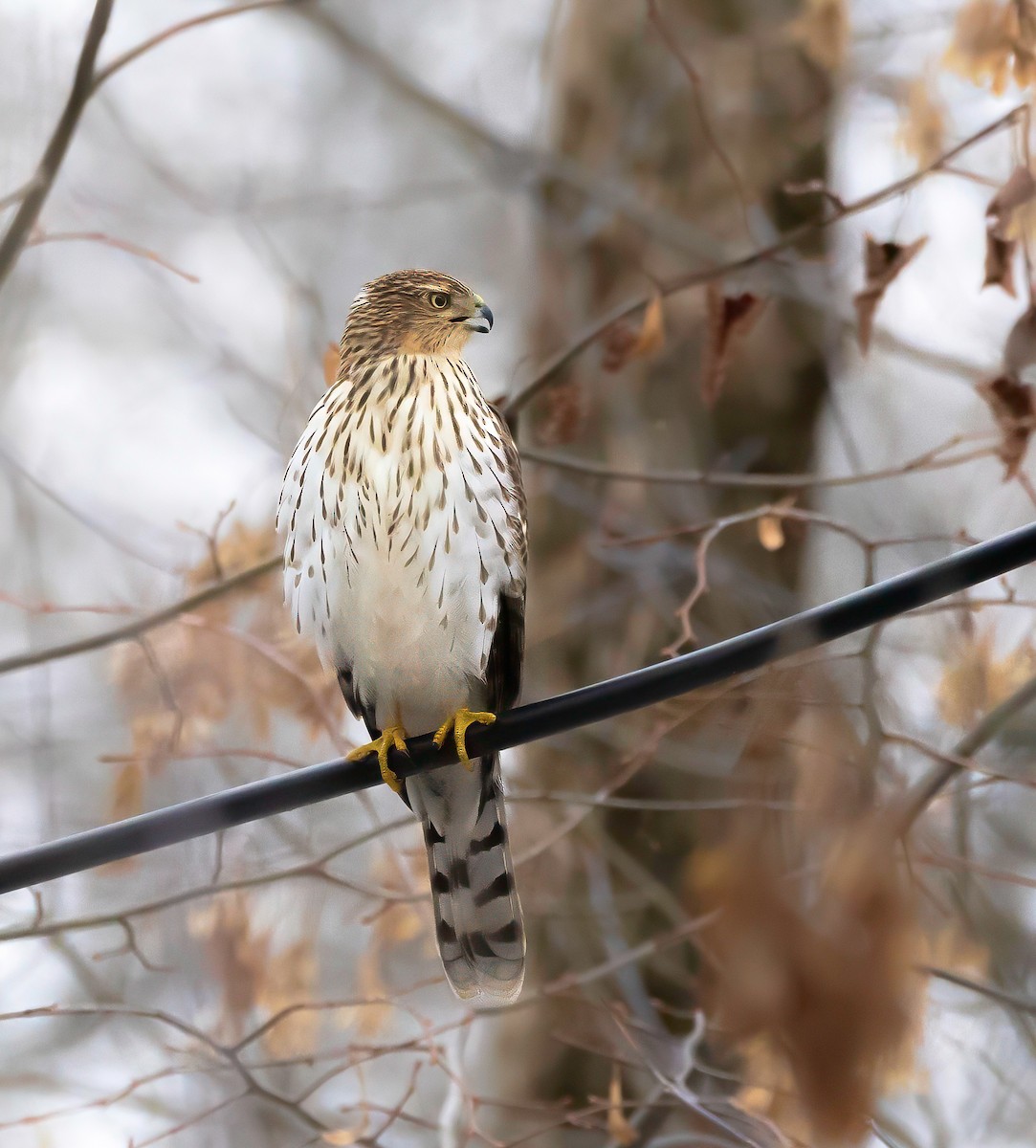 Cooper's Hawk - ML646176524