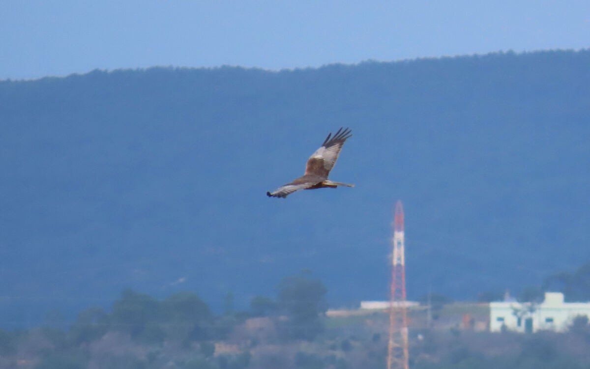 זרון סוף - ML646176529