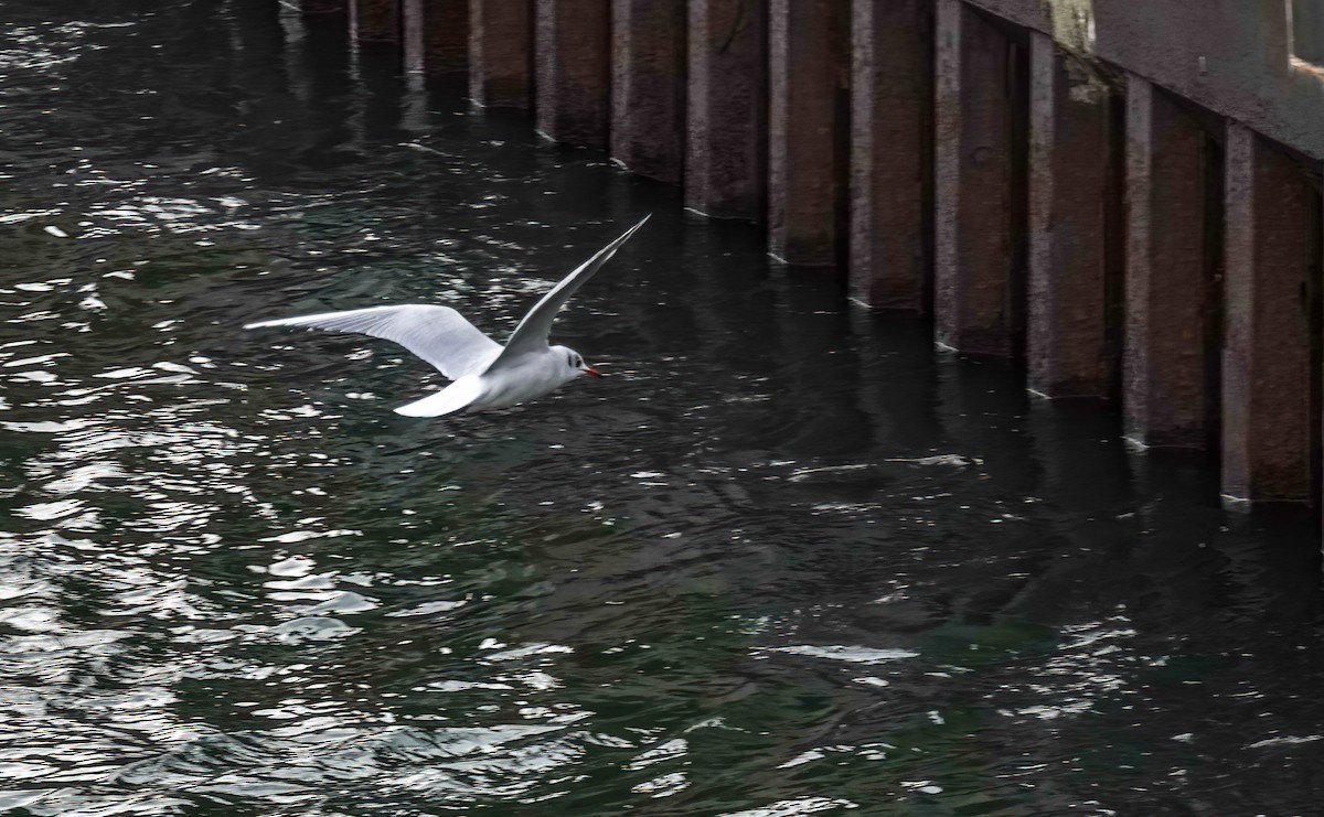 Black-headed Gull - ML646176533