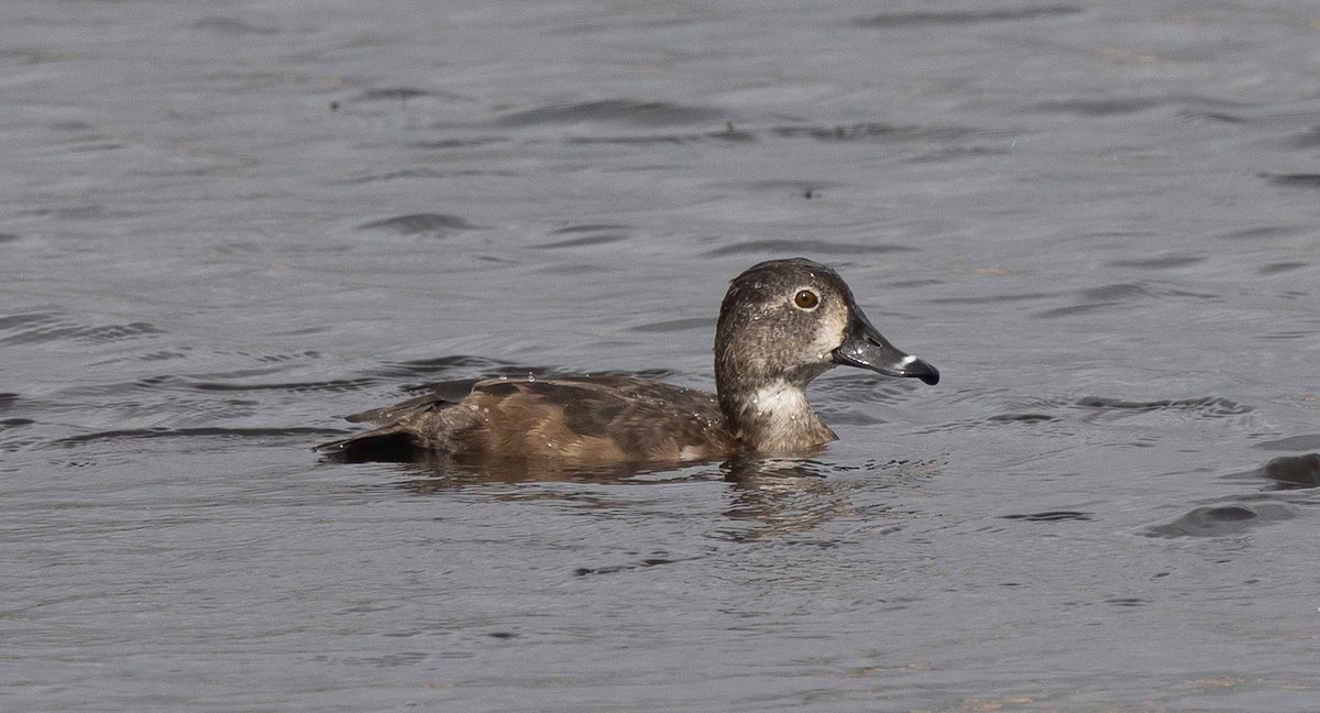 Moretta dal collare - ML646176535