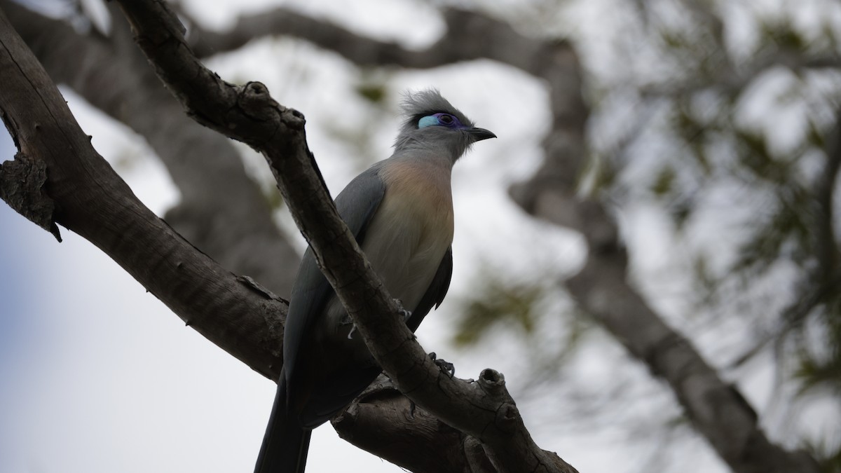 Tepeli Kua - ML646176536