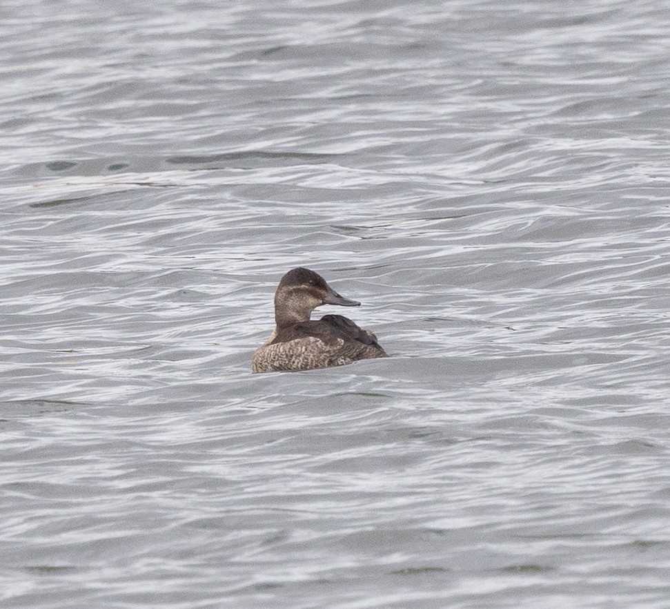 Gobbo della Giamaica - ML646176545