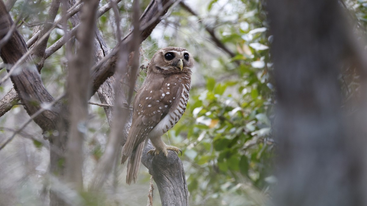 White-browed Owl - ML646176546
